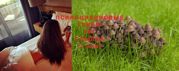 индика Богданович