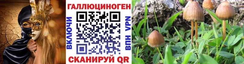Купить  Железногорск-Илимский  Галлюциногенные грибы Psilocybine cubensis 